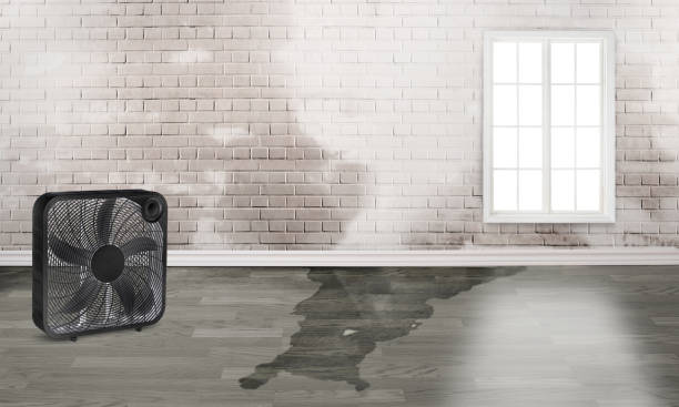Best Sewage cleanup and water damage restoration  in Pimlico, SC