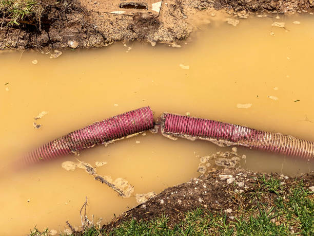 Best Professional water damage repair  in Pimlico, SC